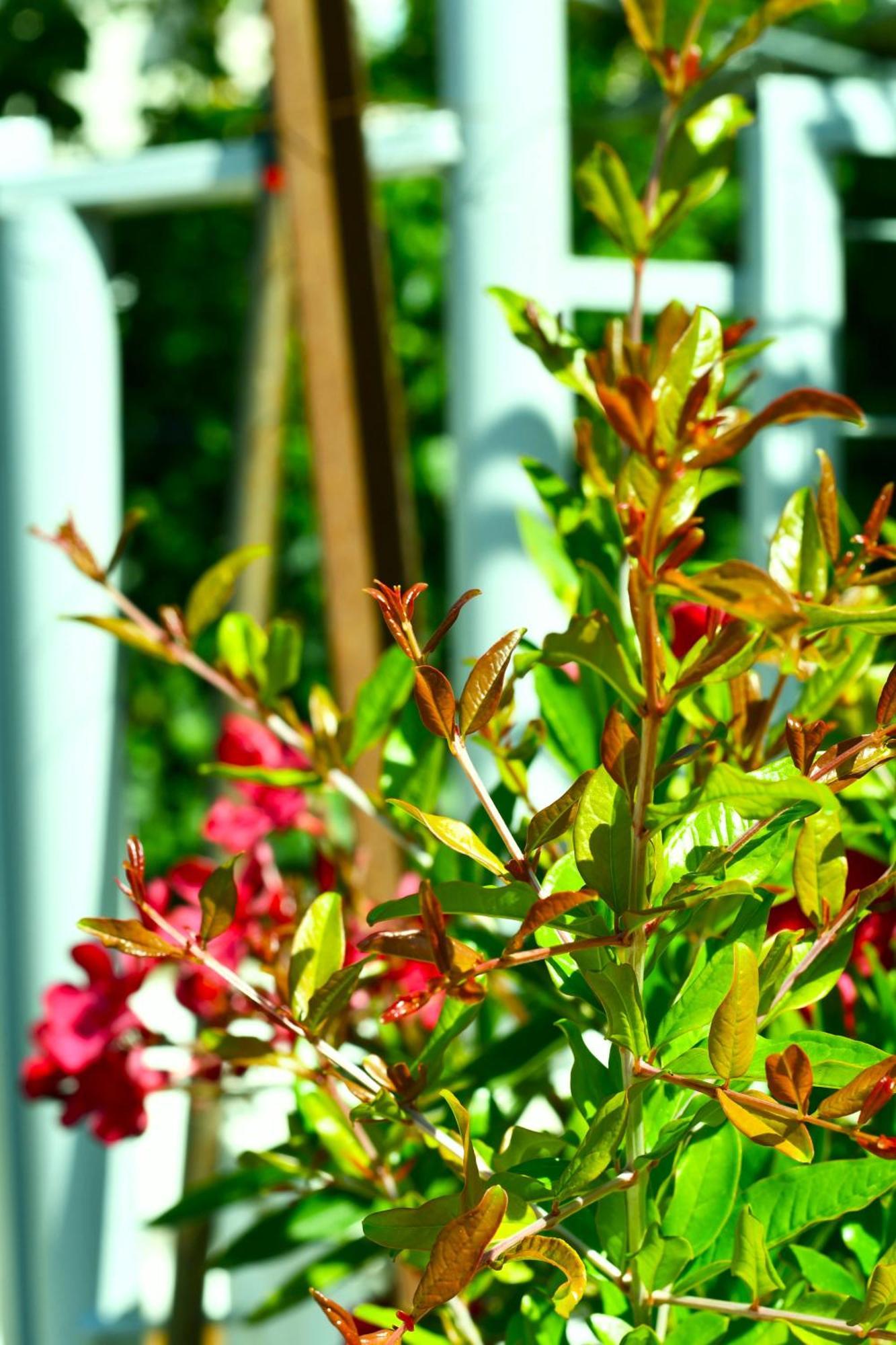Garden Rooms هيماري المظهر الخارجي الصورة
