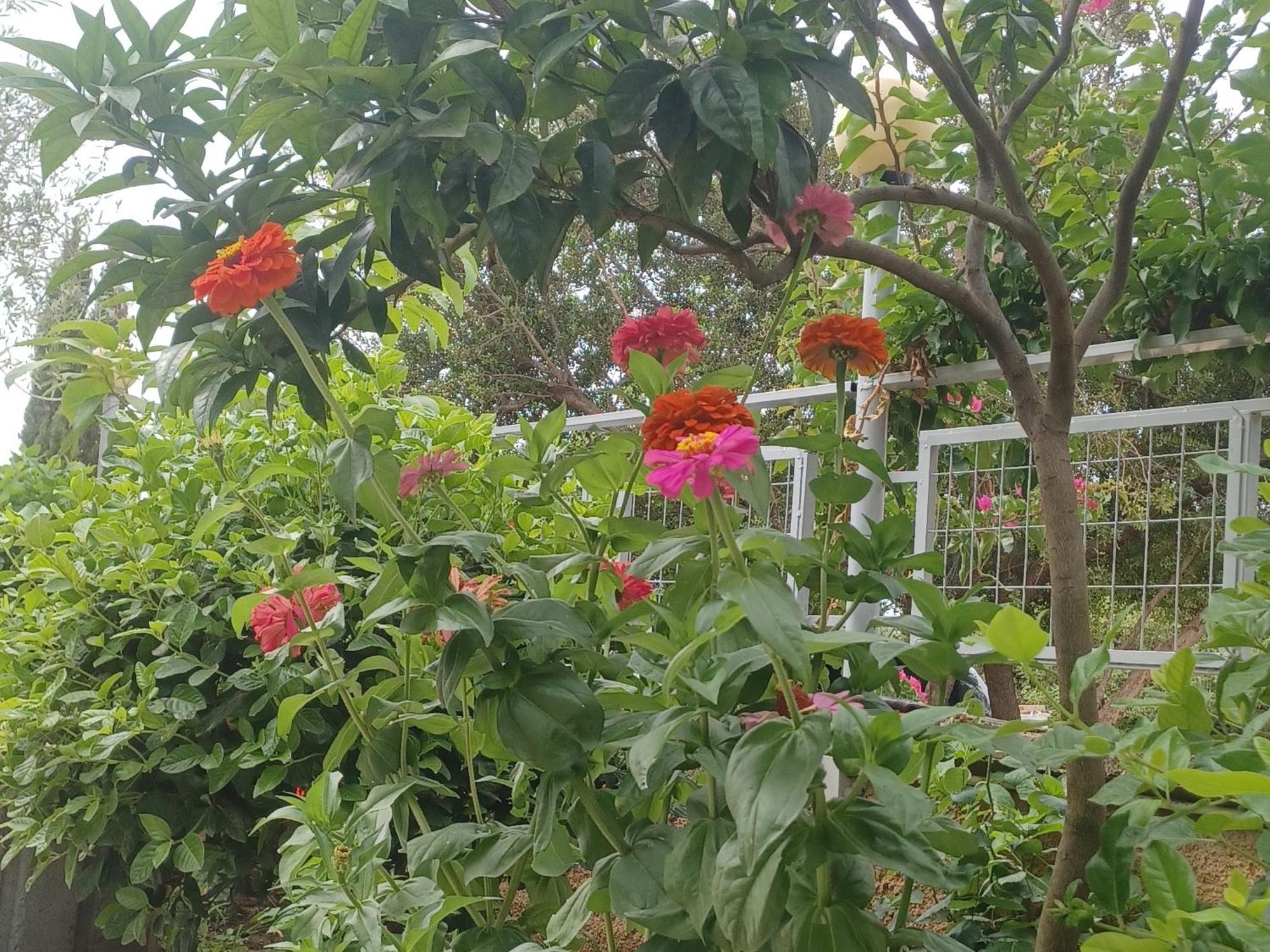 Garden Rooms هيماري المظهر الخارجي الصورة